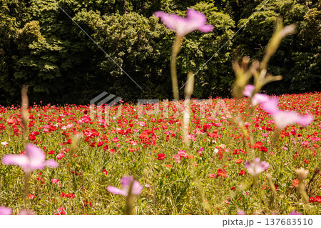 薄い花びらに光が当たり、色とりどりに輝きだす、花びら一つ一つに命が宿り光に透ける 137683510