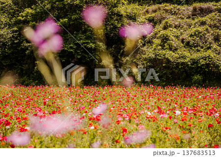 薄い花びらに光が当たり、色とりどりに輝きだす、花びら一つ一つに命が宿り光に透ける 薄い花びらに光が当たり、色とりどりに輝きだす、花びら一つ一つに命が宿り光に透ける 137683513