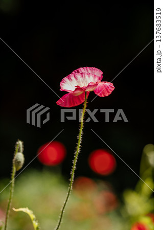 薄い花びらに光が当たり、色とりどりに輝きだす、花びら一つ一つに命が宿り光に透ける 137683519