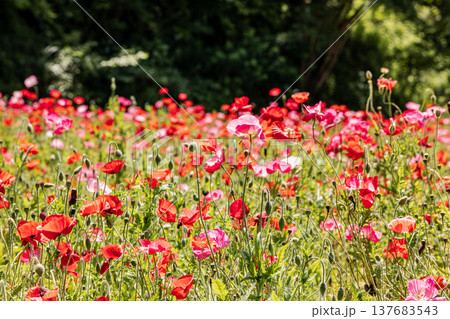 薄い花びらに光が当たり、色とりどりに輝きだす、花びら一つ一つに命が宿り光に透ける 137683543