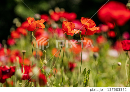 薄い花びらに光が当たり、色とりどりに輝きだす、花びら一つ一つに命が宿り光に透ける 137683552