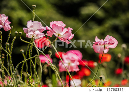 薄い花びらに光が当たり、色とりどりに輝きだす、花びら一つ一つに命が宿り光に透ける 137683554