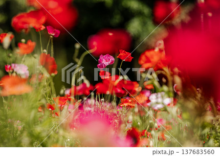 薄い花びらに光が当たり、色とりどりに輝きだす、花びら一つ一つに命が宿り光に透ける 137683560