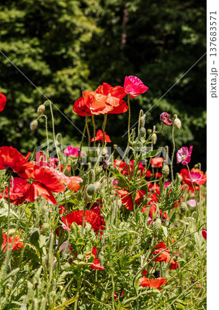 薄い花びらに光が当たり、色とりどりに輝きだす、花びら一つ一つに命が宿り光に透ける 137683571