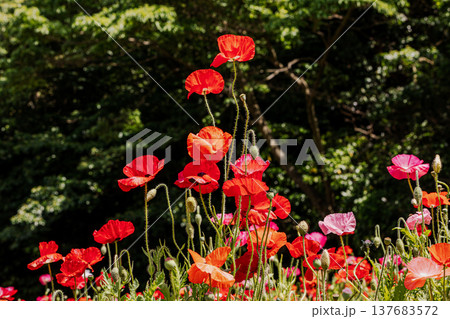 薄い花びらに光が当たり、色とりどりに輝きだす、花びら一つ一つに命が宿り光に透ける 薄い花びらに光が当たり、色とりどりに輝きだす、花びら一つ一つに命が宿り光に透ける 137683572