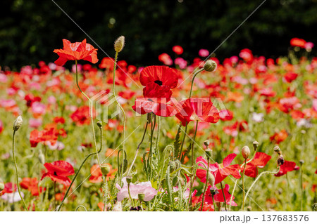 薄い花びらに光が当たり、色とりどりに輝きだす、花びら一つ一つに命が宿り光に透ける 薄い花びらに光が当たり、色とりどりに輝きだす、花びら一つ一つに命が宿り光に透ける 137683576