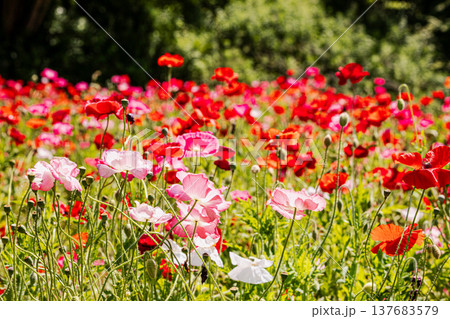 薄い花びらに光が当たり、色とりどりに輝きだす、花びら一つ一つに命が宿り光に透ける 薄い花びらに光が当たり、色とりどりに輝きだす、花びら一つ一つに命が宿り光に透ける 137683579