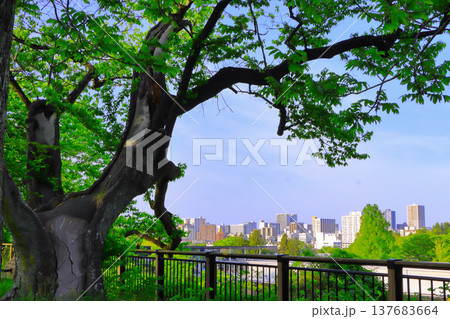 大樹の向こうの都市風景 137683664