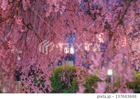 栃木県宇都宮市 かまがわ川床桜まつり 栃木県宇都宮市 かまがわ川床桜まつり 137683688