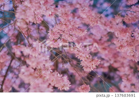 栃木県宇都宮市 かまがわ川床桜まつり 栃木県宇都宮市 かまがわ川床桜まつり 137683691