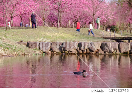 茨城県古河市 古河公方公園 茨城県古河市 古河公方公園 137683746