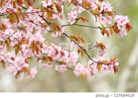 山奥に咲いている山桜 137684020