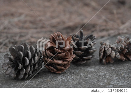 並んだ松ぼっくり 秋の自然の忘れ物 137684032
