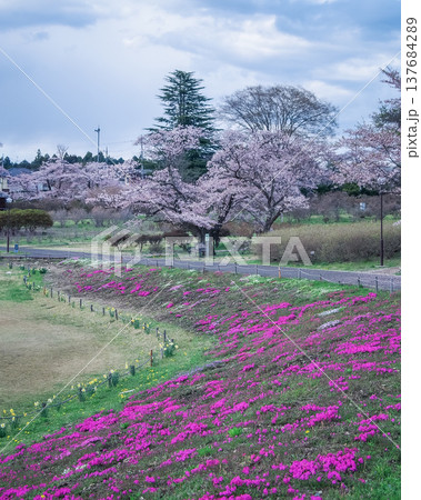 栃木県矢板市 長峰公園 桜の季節 栃木県矢板市 長峰公園 桜の季節 137684289