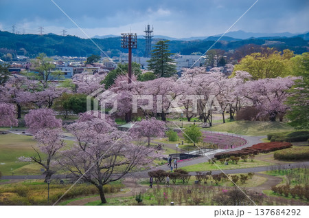 栃木県矢板市 長峰公園 桜の季節 栃木県矢板市 長峰公園 桜の季節 137684292