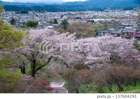 栃木県矢板市  長峰公園 桜の季節 137684293