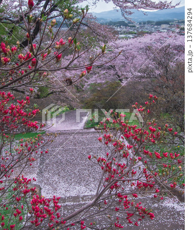 栃木県矢板市  長峰公園 桜の季節 137684294
