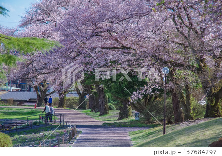 栃木県矢板市 長峰公園 桜の季節 栃木県矢板市 長峰公園 桜の季節 137684297