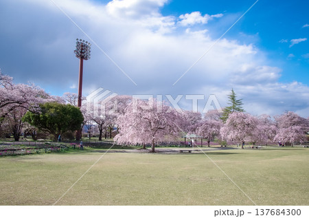 栃木県矢板市  長峰公園 桜の季節 137684300