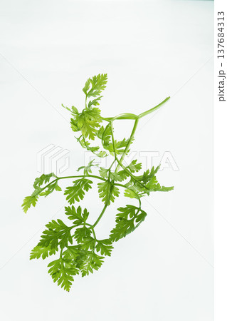 チャービルの葉 白背景に置いたフレッシュハーブ 繊細な香草素材 料理・ガーデニングイメージ 137684313