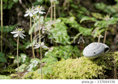 バイカオウレンとカタツムリ バイカオウレンとカタツムリ 137684336