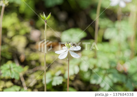 バイカオウレン 137684338