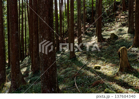 バイカオウレンが群生する森 137684340