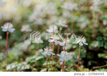 バイカオウレン バイカオウレン 137684345