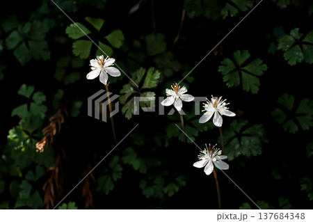 バイカオウレン 137684348