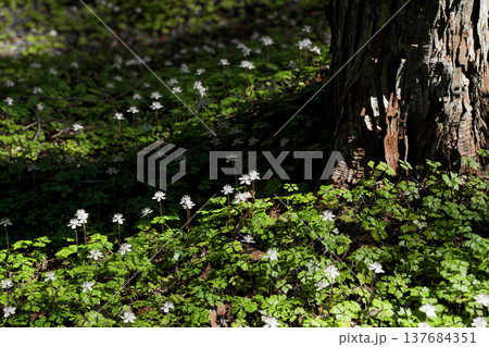 バイカオウレン 137684351