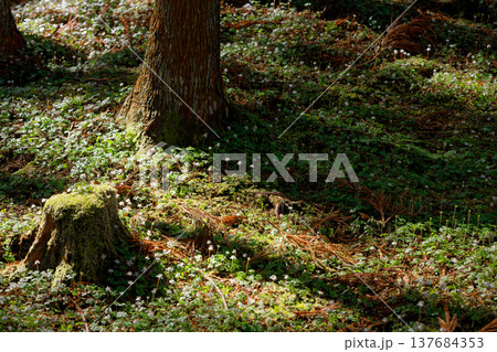 バイカオウレンの群生地 137684353