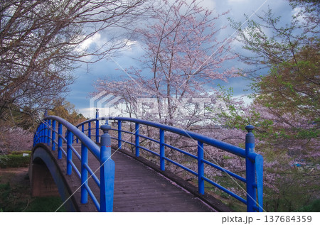 栃木県茂木町 城山公園の春 栃木県茂木町 城山公園の春 137684359