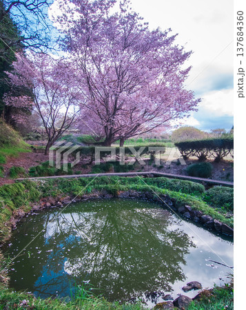 栃木県茂木町 城山公園の春 栃木県茂木町 城山公園の春 137684360