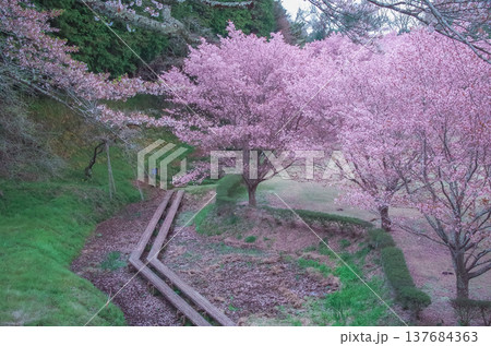 栃木県茂木町 城山公園の春 栃木県茂木町 城山公園の春 137684363