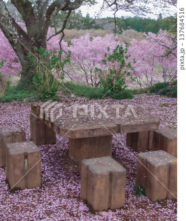 栃木県茂木町 城山公園の春 栃木県茂木町 城山公園の春 137684516