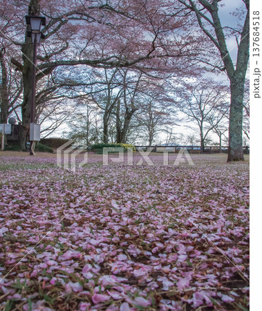 栃木県茂木町 城山公園の春 栃木県茂木町 城山公園の春 137684518