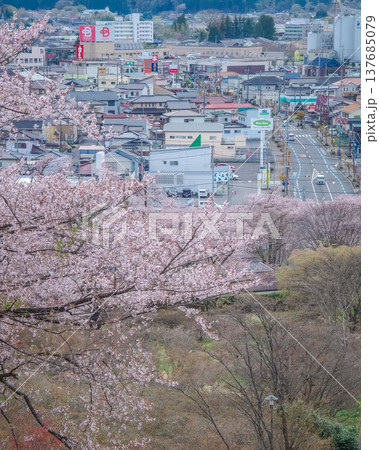 栃木県矢板市  長峰公園 桜の季節 137685079