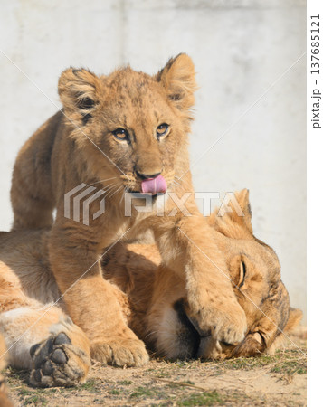 寝ている母を跨ぐライオンの子 137685121