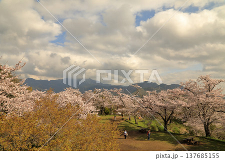 弘法山公園の桜 ( 神奈川県 秦野市 ) 137685155