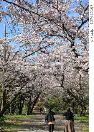 弘法山公園の桜 ( 神奈川県 秦野市 ) 137685167