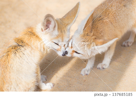 顔を寄せ合うフェネック 137685185