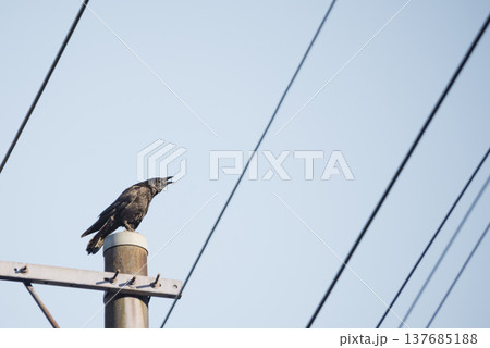 電柱の上にとまって鳴くカラス 137685188