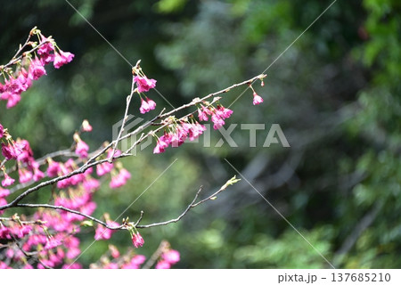 2026桜 2026桜 137685210