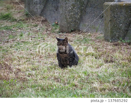 見上げる猫 見上げる猫 137685292