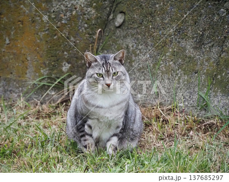 見つめる猫 見つめる猫 137685297