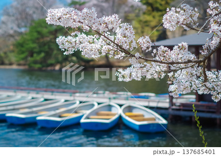 福島県白河市 南湖公園の春 137685401