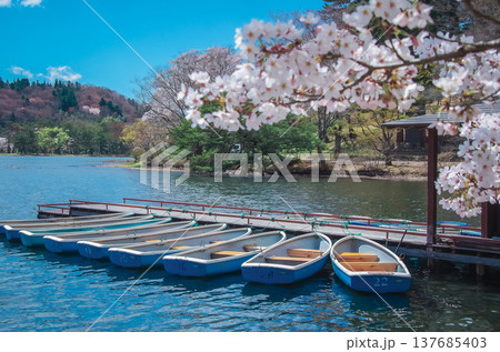 福島県白河市 南湖公園の春 福島県白河市 南湖公園の春 137685403