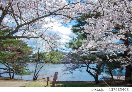 福島県白河市 南湖公園の春 137685408