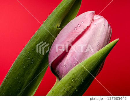 Close Up Pink Tulip Bud With Water Drops On Red Background Close Up Pink Tulip Bud With Water Drops On Red Background 137685443