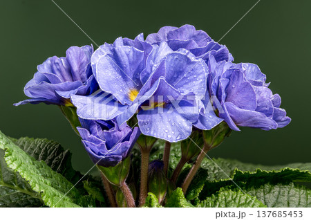 Close up Blue Primrose Flowers with Water Drops on Green Background 137685453